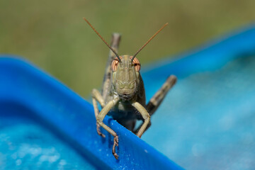 Close-up view of Anacridium aegyptium nymph locust on a blue and green background