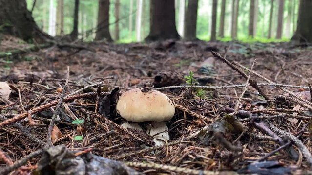 Ceps en el bosque, setas comestibles, boletus edulis, 