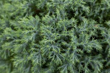 Close up of  pine tree