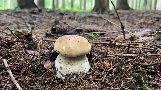 Ceps en el bosque, setas comestibles, boletus edulis, 