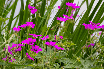 Obraz premium Very beautiful flowers geranium hybrid, purple-pink with a dark maroon center, on a background of green.