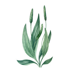 Plantain bush with leaves, buds and flowers isolated on a white background. Hand drawn watercolor  © Anastasiia