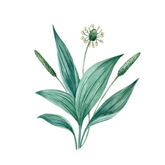 Plantain bush with leaves, buds and flowers isolated on a white background. Hand drawn watercolor 