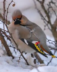 waxwing sitting on branch in snow