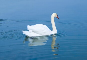 white swan in lake © Claudio Divizia