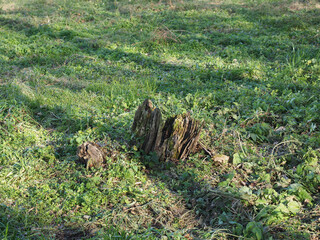 Fototapeta premium rotting tree stump in the grass