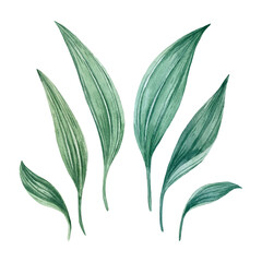 Plantain leaves isolated on white background. Hand drawn watercolor illustrations.