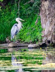 A great blue heron hunts for his next meal on a lake in northern Wisconsin  lake amongst the lilypads.
