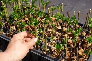 man picks up privet branch with new shoots growing in seedling tray. privet cutting