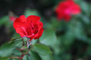 Red rose on a blurred background.