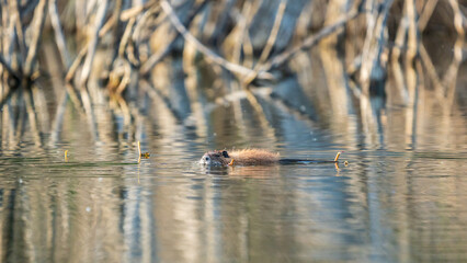 A wild nutria in a calm lake