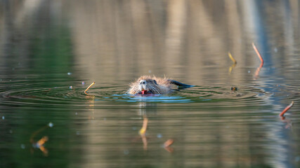 A wild nutria in a calm lake