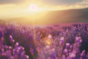 Naklejka premium A vibrant lavender field bathed in the warm glow of the setting sun. The image evokes a sense of tranquility and beauty.