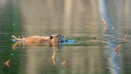A wild nutria in a calm lake