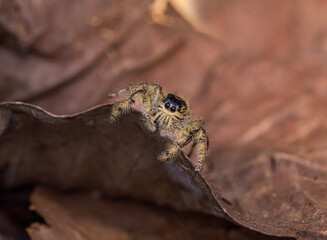 Close up of jumper spider on leaf. jumping spiders (Salticidae) on a natural background.