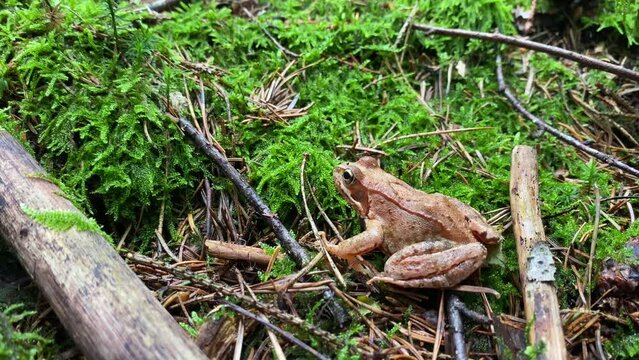 Rana &Aacute;gil en el sotobosque Austriaco