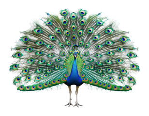 Peacock Train Spreading Feathers Isolated on Transparent Background

