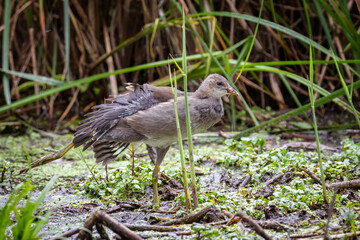 A young common moorhen stands in the swamp on one leg, and stretches the other with its wing, perpendicular to the camera lens.	