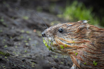 A close-up muskrat portrait with ground background. Adult muskrat with wet brown fur and green lemna.
