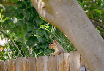 Squirrel looking over backyard fence with a peanut in its mouth 