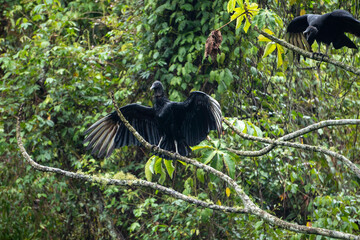 vulture on a tree