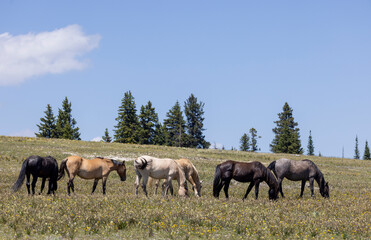 Wild Horses in Summer in the Pryor Mountains Montana