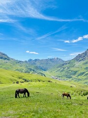 Obraz premium Pferde grasen auf einer grünen Bergwiese unter einem klaren, blauen Himmel mit malerischer Berglandschaft im Hintergrund.
