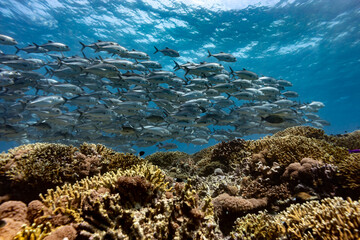 Large school of Jack Fish swim in clear tropical waters above hard coral reef