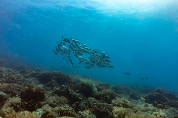 School of Jack Fish swim in blue waters above coral reef
