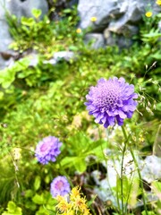 Eine Nahaufnahme einer lila Blume inmitten von grünem Gras und anderen Wildblumen vor einer felsigen Umgebung.