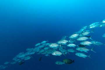 School of Jack Fish swim through blue waters
