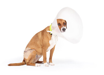 Dog with cone or recovery collar. Full body of dog wearing E-collar or Elizabethan collar to...