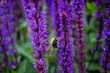 bee on lavender