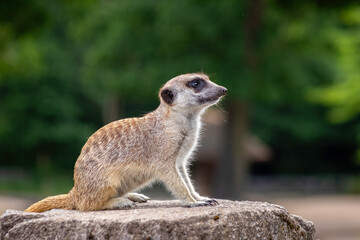 meerkat on guard