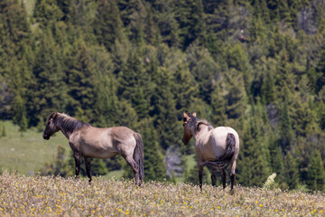 Wild Horses in Summer in the Pryor Mountains Montana