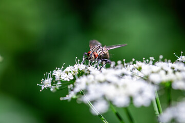 A fly on a white flower