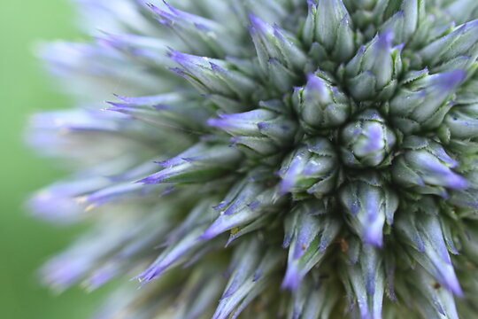 Makroaufnahme einer blauen Kugeldistelbl&uuml;te