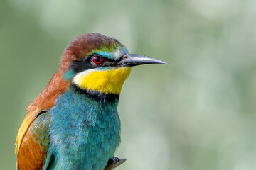 Colorful bird outdoors and wildlife. European bee-eater (Merops apiaster) in natural habitat. A strikingly beautiful colorful bird that can fly very well and winters in Africa as a migratory bird. Con