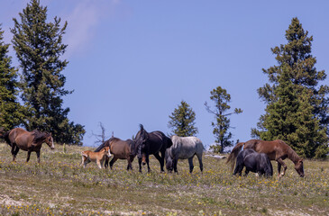 Fototapeta premium Wild Horses in Summer in the Pryor Mountains Montana