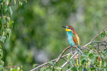 Colorful bird outdoors and wildlife. European bee-eater (Merops apiaster) in natural habitat. A strikingly beautiful colorful bird that can fly very well and winters in Africa as a migratory bird. Con