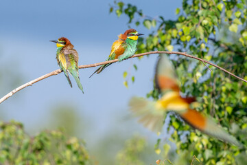 Colorful bird outdoors and wildlife. European bee-eater (Merops apiaster) in natural habitat. A strikingly beautiful colorful bird that can fly very well and winters in Africa as a migratory bird. Con