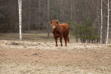 Brown Cow Standing in Forest