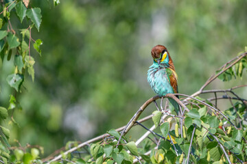 Colorful bird outdoors and wildlife. European bee-eater (Merops apiaster) in natural habitat. A strikingly beautiful colorful bird that can fly very well and winters in Africa as a migratory bird. Con