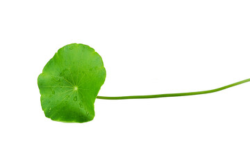 Gotu kola leaves with droplets isolated on transparent with png.