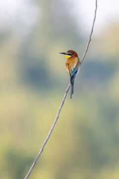 Colorful bird outdoors and wildlife. European bee-eater (Merops apiaster) in natural habitat. A strikingly beautiful colorful bird that can fly very well and winters in Africa as a migratory bird. Con