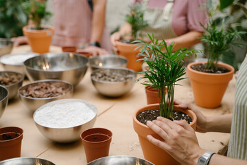 Woman Hand holding Areca palm in a clay pot on table with bowls and soil. Group of people having plant care workshop class replanting house plant. Horizontal composition