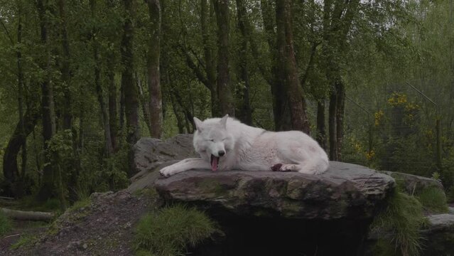 A white wolf howling while it lays on a rock in the forest.