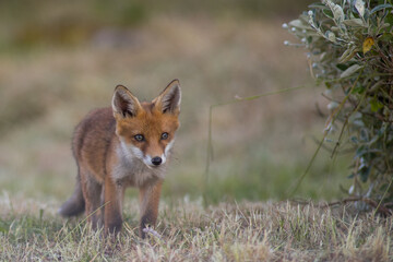 Little fox in the grass. Curious fox. (vulpes vulpes)