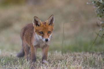 Little fox in the grass. Curious fox. (vulpes vulpes)