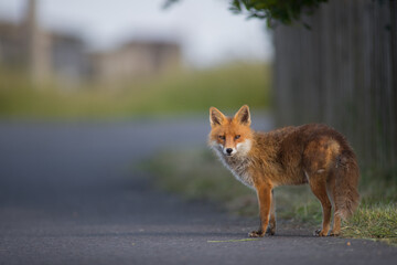 Red Fox on tarmac main road urban fox (vulpes vulpes) side photo isolated background vector style 